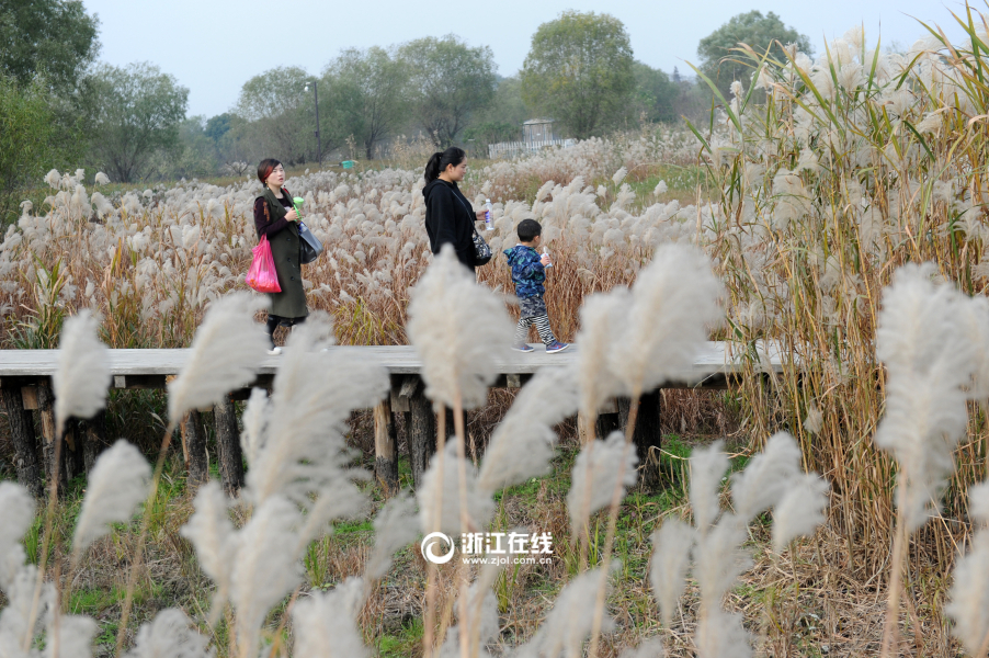 西溪湿地2017芦花 西溪湿地看芦苇较好的地方